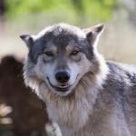 Wolf Smiling