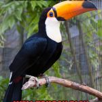 toucan | SO YOU INSIST ON TELLING BIRD JOKES? WELL TOUCAN PLAY AT THAT GAME | image tagged in toucan | made w/ Imgflip meme maker