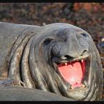 Top 30 animals that will make you smile meme