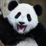 panda_waving
