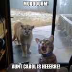 She's hungry too | MOOOOOOM! AUNT CAROL IS HEEERRE! | image tagged in mountain lion,cat,funny | made w/ Imgflip meme maker