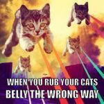 Cats are fussy. | BELLY THE WRONG WAY; WHEN YOU RUB YOUR CATS | image tagged in cats,toilet cat | made w/ Imgflip meme maker