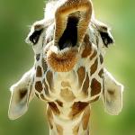 Bday giraffe
