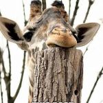 Giraffe Post | I REALLY LOVE; THIS POST | image tagged in giraffe post | made w/ Imgflip meme maker