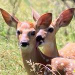 Deer licking neck