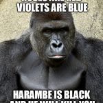 Harambe | ROSES ARE RED VIOLETS ARE BLUE; HARAMBE IS BLACK AND HE WILL KILL YOU | image tagged in harambe | made w/ Imgflip meme maker