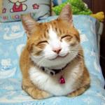 Cute Smiling Cat