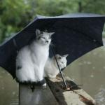 Cats In The Rain