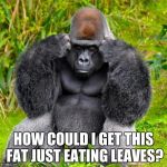 Gorilla headache | HOW COULD I GET THIS FAT JUST EATING LEAVES? | image tagged in gorilla headache | made w/ Imgflip meme maker