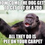 Angry Supervisor Monkey | HOW COME THE DOG GETS TO GET OUT OF A ZOO; ALL THEY DO IS PEE ON YOUR CARPET | image tagged in angry supervisor monkey,dogs,memes,so true memes | made w/ Imgflip meme maker