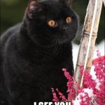 Fat Cat Diaries | IM A FAT CAT; I SEE YOU BUTTERFLY | image tagged in fat cat diaries | made w/ Imgflip meme maker