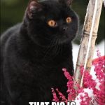 Fat Cat Diaries | IM A FAT CAT; THAT PIG IS REALLY DIRTY | image tagged in fat cat diaries | made w/ Imgflip meme maker