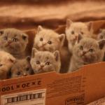 box o kittens