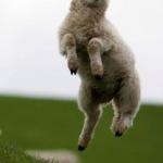 leaping lamb
