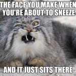weird cat with weird face | THE FACE YOU MAKE WHEN YOU'RE ABOUT TO SNEEZE; AND IT JUST SITS THERE | image tagged in weird cat with weird face | made w/ Imgflip meme maker