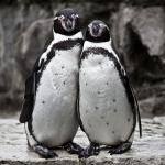 penguin couple posing