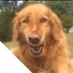 Crying smiling dog meme