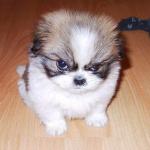 angry dog