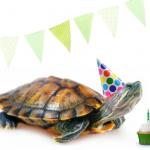 turtle birthday meme