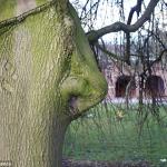 Nose tree