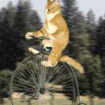 Cat bike