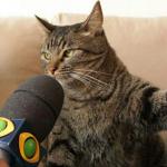 Cat giving an interview