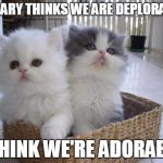 HILLARY HATES CATS | HILLARY THINKS WE ARE DEPLORABLE; I THINK WE'RE ADORABLE | image tagged in kittens in a basket,basket of deplorables,election 2016,hillary 2016 | made w/ Imgflip meme maker