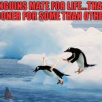 How penguins get divorced. | PENGUINS MATE FOR LIFE...THAT'S SOONER FOR SOME THAN OTHERS | image tagged in penguin pusher,memes,penguins,funny,funny animals,animals | made w/ Imgflip meme maker