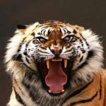 Tiger roaring meme