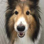 Sheltie Kisses