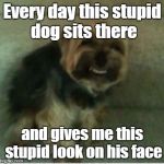 I think this meme is back | Every day this stupid dog sits there; and gives me this stupid look on his face | image tagged in my fggot dog | made w/ Imgflip meme maker