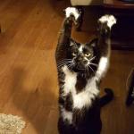 Arms up kitty