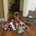 dog with too many toys