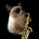 Jazz Cat