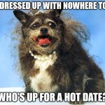 Ugly Dog | ALL DRESSED UP WITH NOWHERE TO GO; WHO'S UP FOR A HOT DATE? | image tagged in ugly dog | made w/ Imgflip meme maker