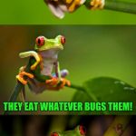 Frog Puns | WHY ARE FROGS SO HAPPY? THEY EAT WHATEVER BUGS THEM! | image tagged in frog puns,funny meme,frog,bugs,jokes,laugh | made w/ Imgflip meme maker