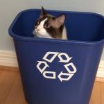 cat recycle