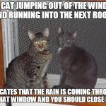 Time To Close The Window! | THE CAT JUMPING OUT OF THE WINDOW AND RUNNING INTO THE NEXT ROOM, INDICATES THAT THE RAIN IS COMING THROUGH THAT WINDOW AND YOU SHOULD CLOSE IT. | image tagged in window cats | made w/ Imgflip meme maker