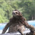 Wet sloth