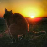 cat pooping and sunset