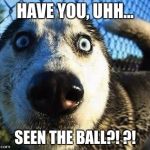 Scared dog | HAVE YOU, UHH... SEEN THE BALL?!
?! | image tagged in scared dog | made w/ Imgflip meme maker