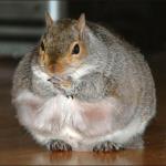 Chubby Squirrel meme