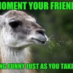 Funny spitting llama | THAT MOMENT YOUR FRIEND SAYS; SOMETHING FUNNY JUST AS YOU TAKE A DRINK. | image tagged in funny spitting llama | made w/ Imgflip meme maker