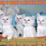 White Cute Kittens | WHEN U WANT A KITTEN BUT ONE; JUST A PEELS TO U IN THE BACK THE ONE SLEEPING U THINK TO UR SELF THATS THE ONE LOL | image tagged in white cute kittens | made w/ Imgflip meme maker