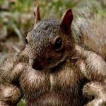 Steroid Squirrel