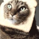 Bread cat