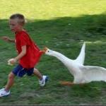 goose chase