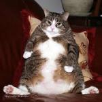 Fat Cat meme