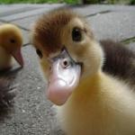Duck questions