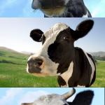Bad Pun Cow meme